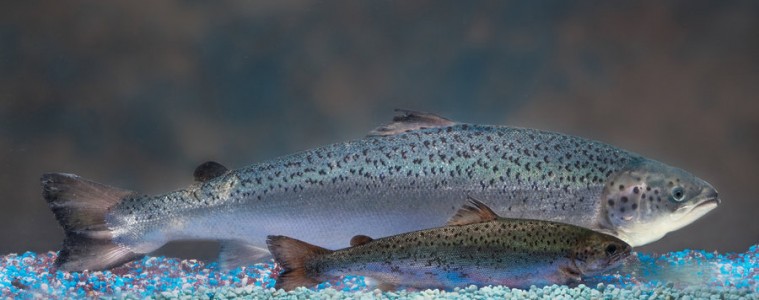 FDA approves GMO salmon for human consumption